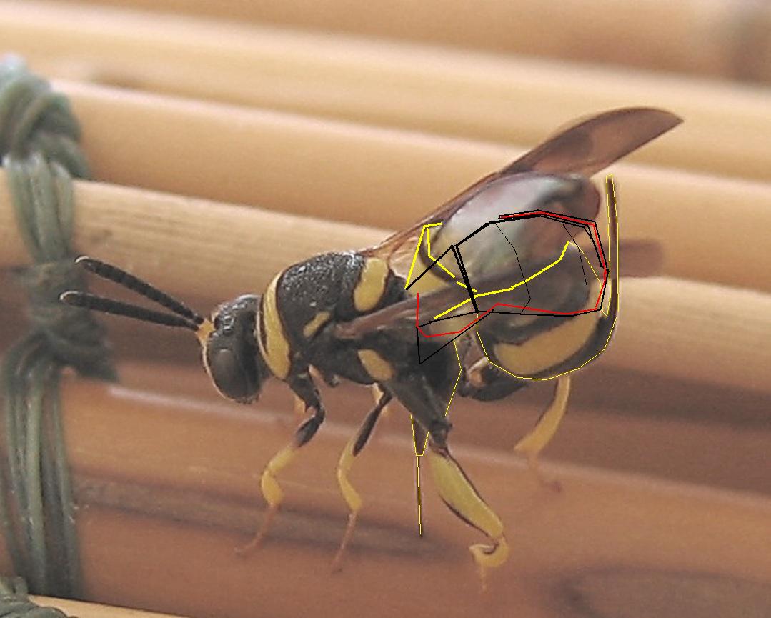 Ovideposizione Leucospis dorsigera (Leucospidae)